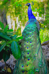 Obraz premium Beautiful blue male Peacock with feathers fanned out