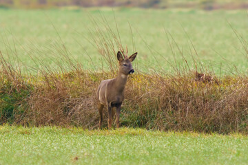 one young roebuck stands on a meadow in autumn
