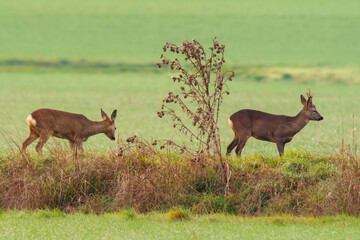 Naklejka na ściany i meble group of roe deer in a field in autumn