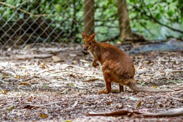 Obraz premium Red necked pademelon