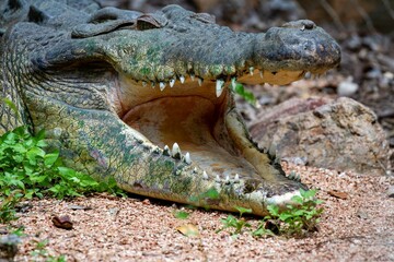Saltwater crocodile snout on land