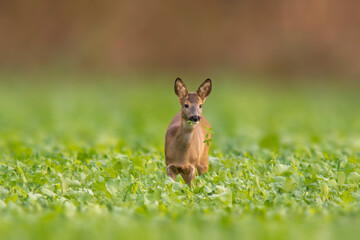 one beautiful doe doe standing on a green field in spring