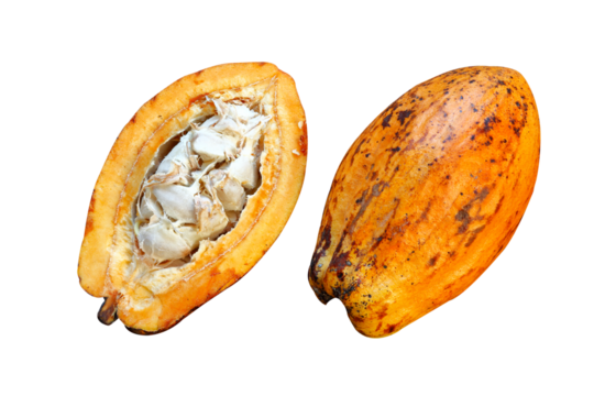 Cocoa fruit hanging on the tree
