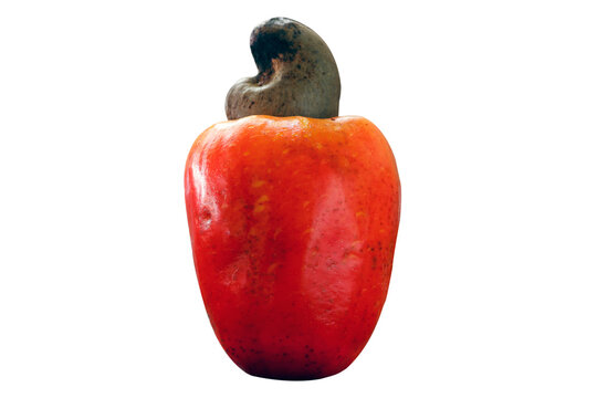Cashew fresh originating from Para, Brazil