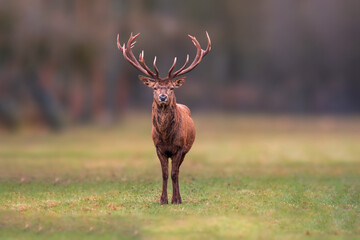 one handsome red deer buck stands in a meadow