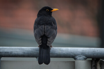 Black Bird( turdus merula)