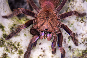 Tarantula, family Theraphosidae is building a nest. Tarantula Is a spider or burrow with a ferocious nature.