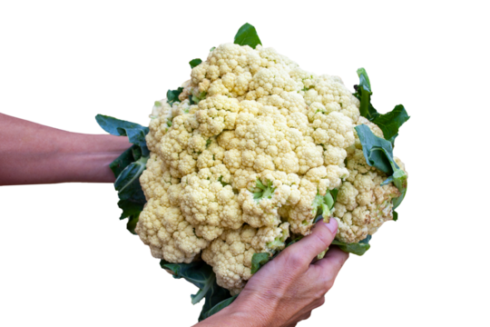 Holding cauliflower in hands