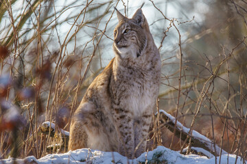 1 handsome lynx in snowy winter forest