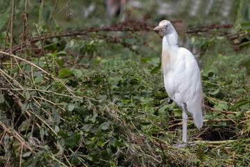 Western Cattle Egret in Odense zoo,Denmark,Scandinavia,Europe