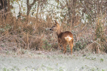 Naklejka na ściany i meble one adult roe deer doe stands on a frozen field in winter