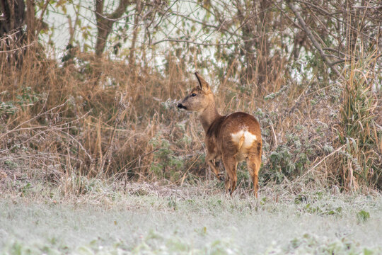one adult roe deer doe stands on a frozen field in winter