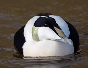 Male eider duck swimming in a lake.