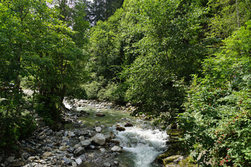 river in the forest