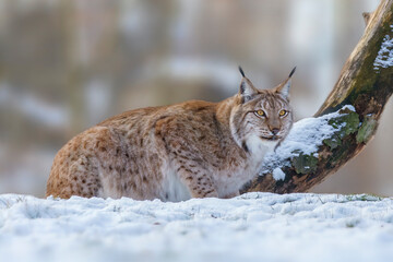 1 handsome lynx in snowy winter forest