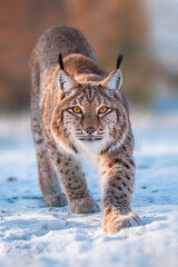 1 handsome lynx in snowy winter forest © Mario Plechaty
