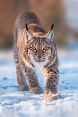 Wandaufkleber 1 handsome lynx in snowy winter forest © Mario Plechaty