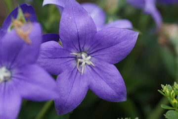 purple campanula flower 