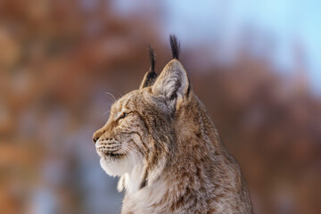 1 handsome lynx in snowy winter forest