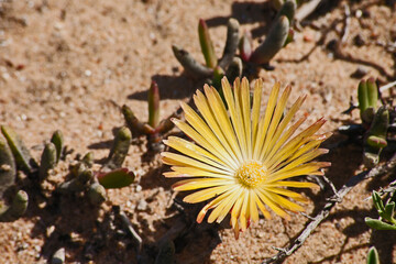 Bright yellow Namaqualand Springflower 12039