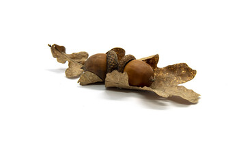 Two acorns with an oak leaf on a white background