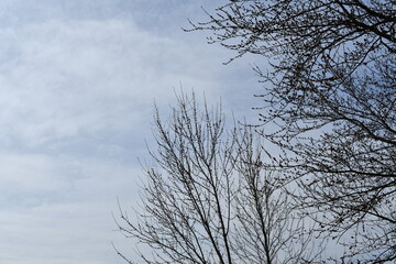 Clouds in a Blue Sky Above Bare Trees