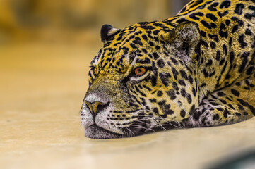 one jaguar is laying around and relaxing