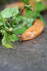 Yellow slug crawls on wet asphalt after rain