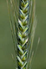 A green wheat ears (Triticum aestivum) horizontal macro photo with a blurry background. Global warming and the grain crisis are significant for humanity.	