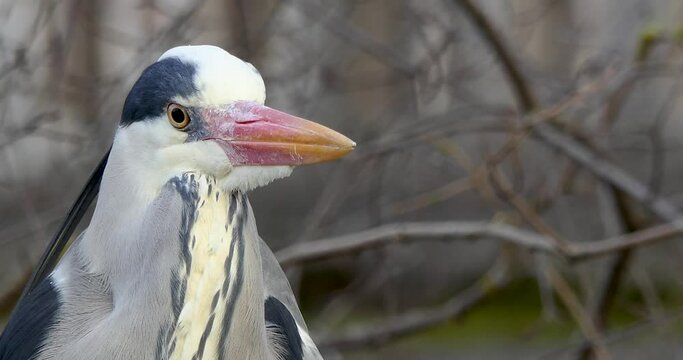 Extreme closeup gray heron