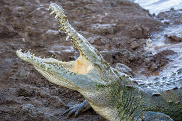 Closeup of American Crocodile with open mouth