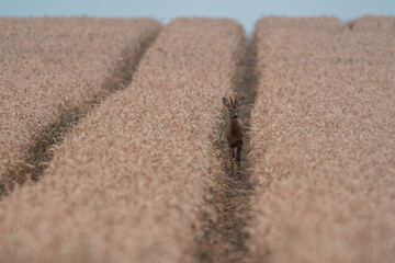 Fototapeta na wymiar one young roebuck looking out of a wheat field in summer