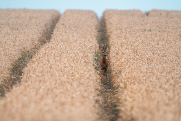 one young roebuck looking out of a wheat field in summer