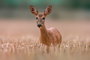 one beautiful roe deer doe stands on a harvested field in summer