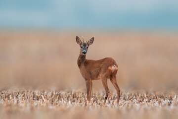 one young roebuck stands on a harvested field in summer