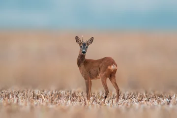 Poster one young roebuck stands on a harvested field in summer © Mario Plechaty