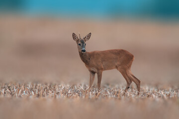 one young roebuck stands on a harvested field in summer