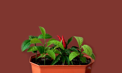 Green shoots of chili pepper on dark terracotta background. The concept of the beginning of spring or home gardening. 