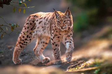 Crédence de cuisine en verre imprimé Lynx one handsome lynx stays in colorful spring forest