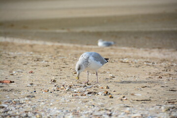 Mouette - Plage de Deauville