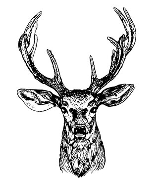 DEER HEAD LINE DRAWING BLACK AND WHITE 