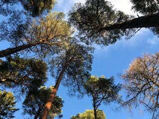 Scot&rsquo;s pine trees against sunny blue sky
