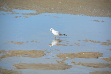 Mouette - Plage de Deauville