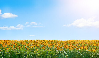 Blooming sunflower field on sunny day under the blue sky