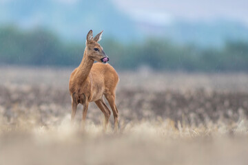 one beautiful deer doe standing on a harvested field in autumn