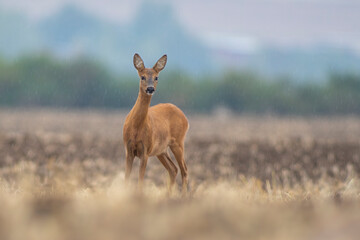 Naklejka na ściany i meble one beautiful deer doe standing on a harvested field in autumn
