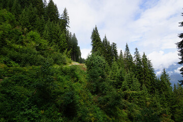 Fototapeta premium forest in the mountains