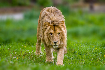 Obraz na płótnie Canvas one handsome strong male lion walks through his territory