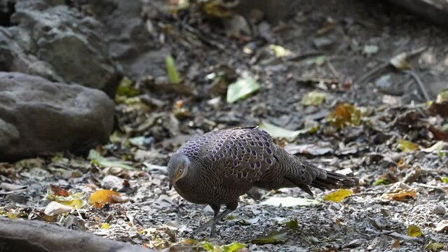 Grey Peacock Pheasant. Scientific Name : Polyplectron bicalcaratum   living on the ground in nature.