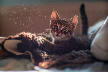 young cute kitten curiously looks at the camera